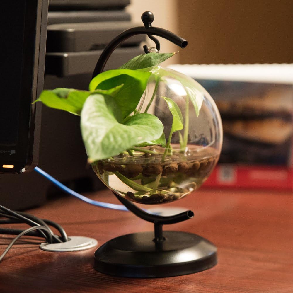 AUTOARK Glass Vase Plant Terrarium with Black Metal Stand,Ornament Display Stand,Office Desktop Potted Stand,Home & Office Decor Accent,1 Globe,APT-001: Garden & Outdoor