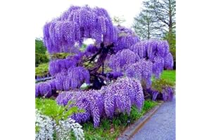 AKTRD Purple Wisteria Tree Plant Live, 12 to 15 Inch Tall, 2.5 Inch Pot, Wisteria Live Plant, Wisteria Vine Plant, Well Rooted, Ready to Plant
