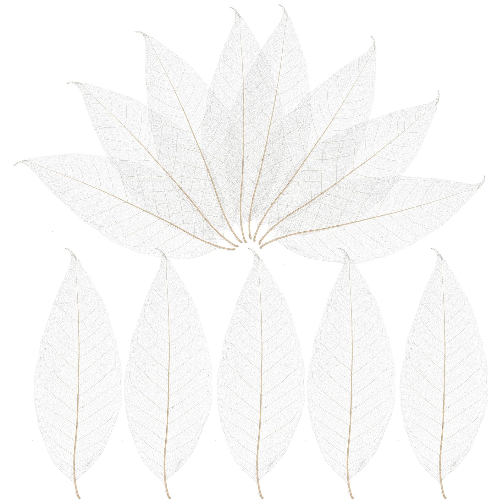 Milisten 100pcs Skeleton Leaves Rubber Tree Natural Scrapbooking Craft DIY Card Wedding Scrapbook DIY Handmade Embellishment