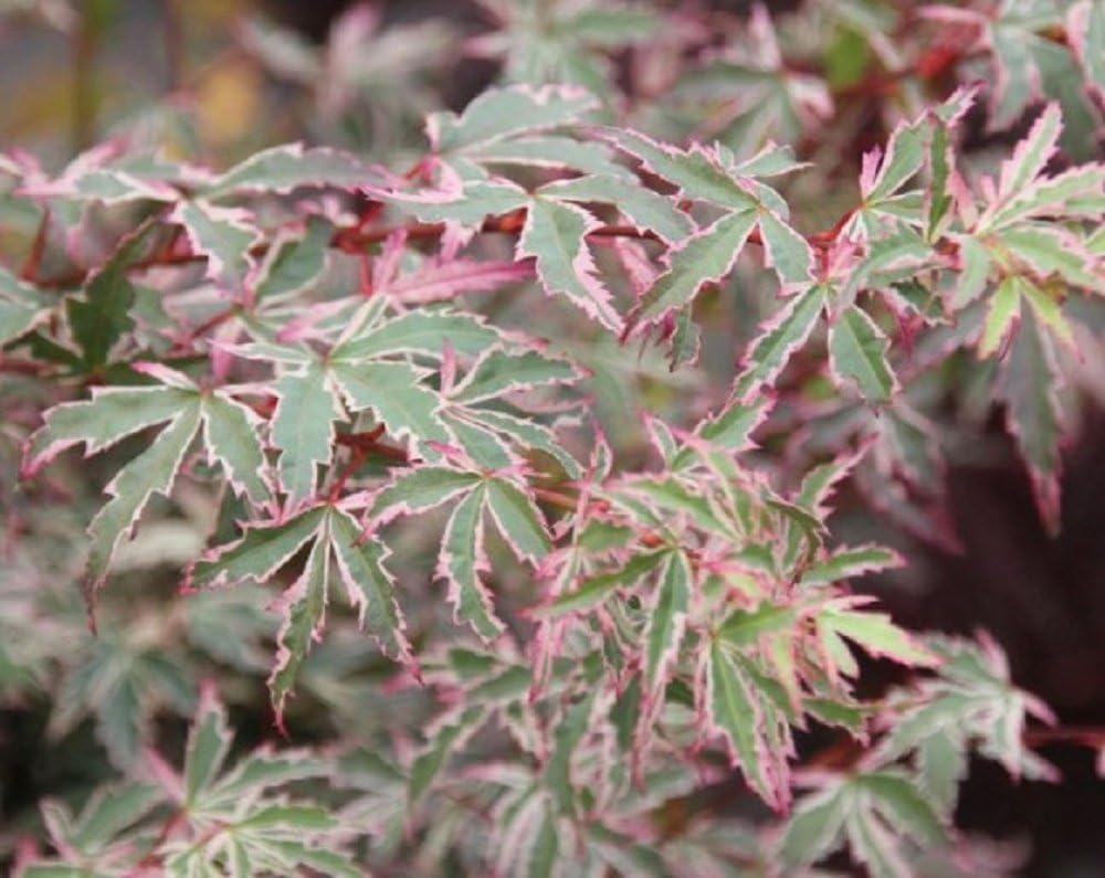 Acer Palmatum Butterfly Japanese Maple Tree Supplied in a 9cm Pot Amazon.co.uk Garden & Outdoors