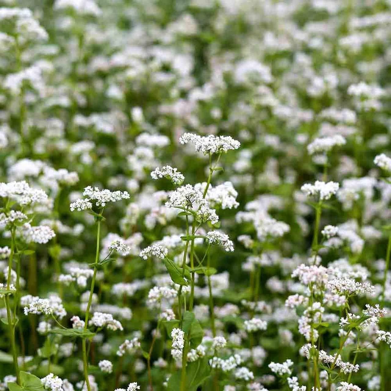 Buckwheat Cover Crop Seed to Plant in Your Garden BigaMart