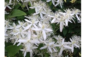 1220-Confederate Jasmine Vine (Trachelospermum) Seeds by Robsrareandgiantseeds UPC0764425789031 Non-GMO,Organic,USA Grower,Historic Plants,Showy,Exotic,Fragrant,Perfume,Trellis,1220 Package of 7 Seeds
