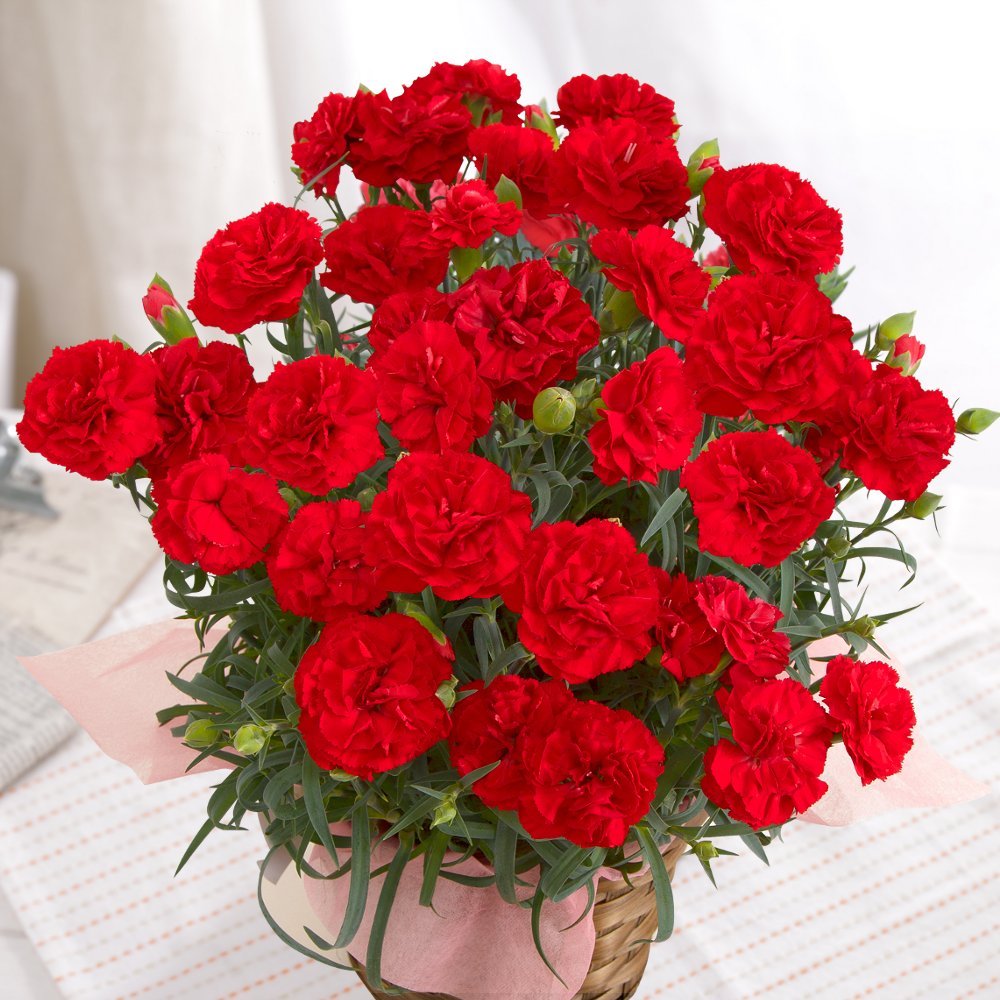 カーネーションの花言葉や誕生花・特徴・由来・英名など一挙紹介！