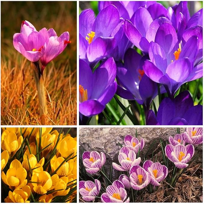 4pcs Saffron Crocus BulbsFall Blooming, Grow Your Own