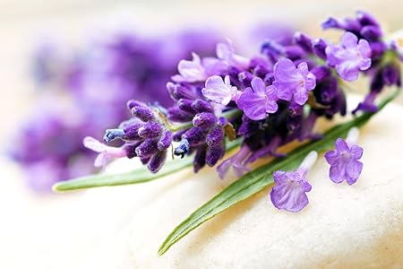 Lavendel Lavandula angustifolia 400 Samen