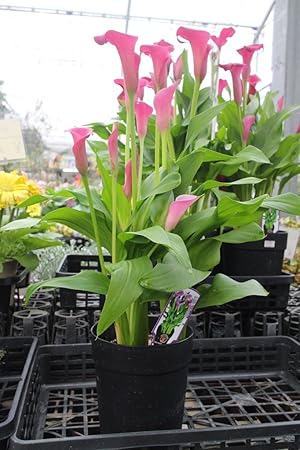 ぜいたく花 カラー 値段 美しい花の画像