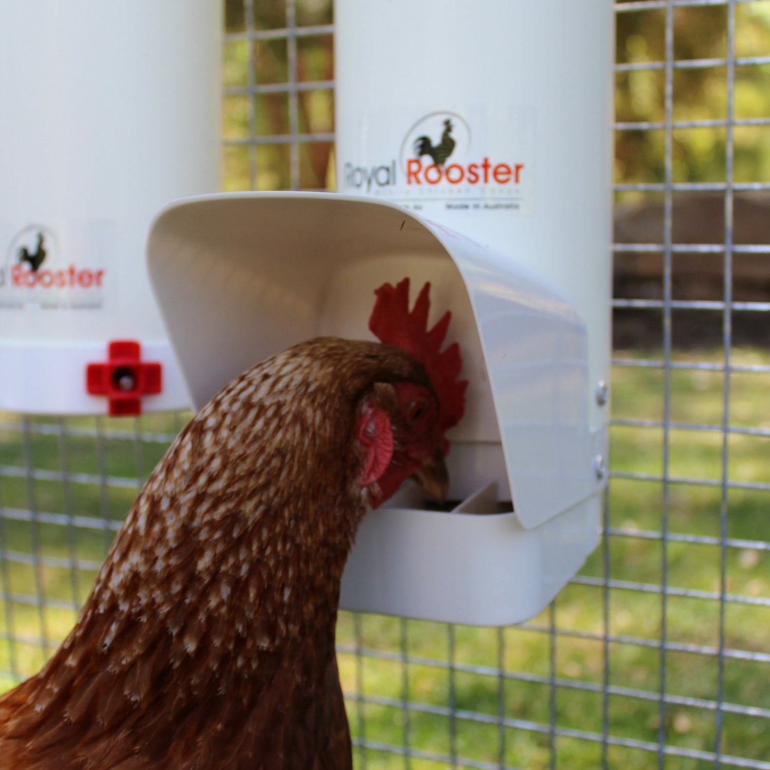 Royal Rooster Chicken Poultry Feeder With Rain Cover 6 5 Pound