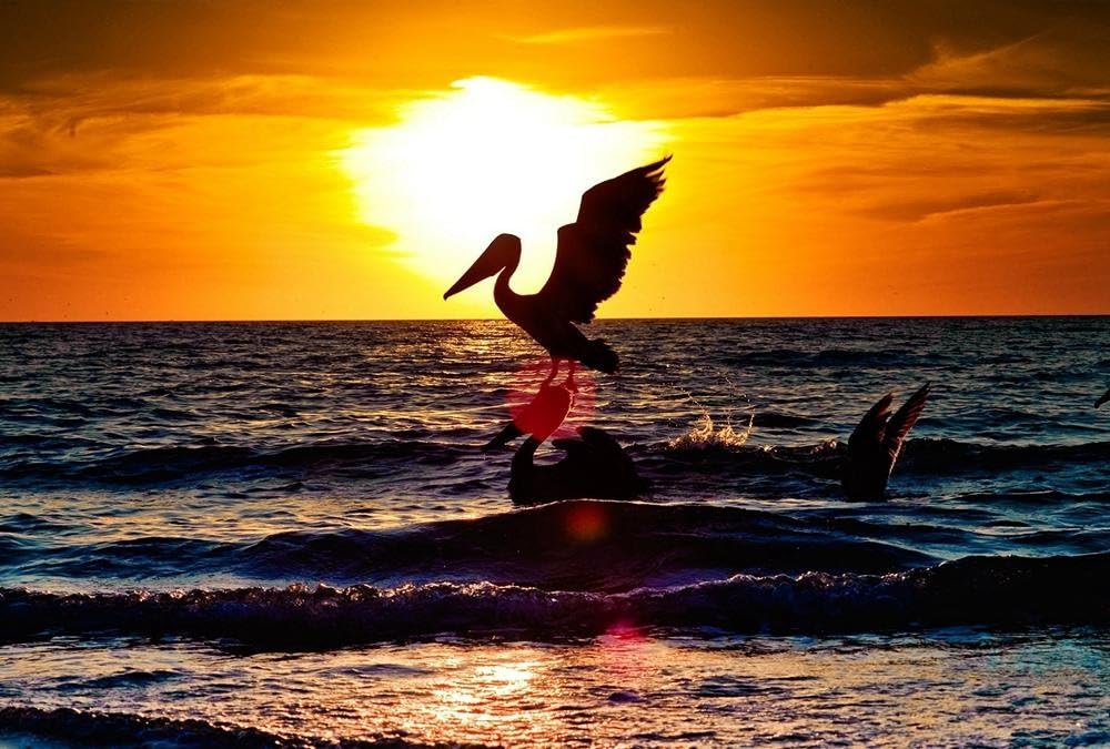 FHYGJD Pelican Sunset Sea Art Print Canvas Poster,Home Wall Decor(28x42 inch)