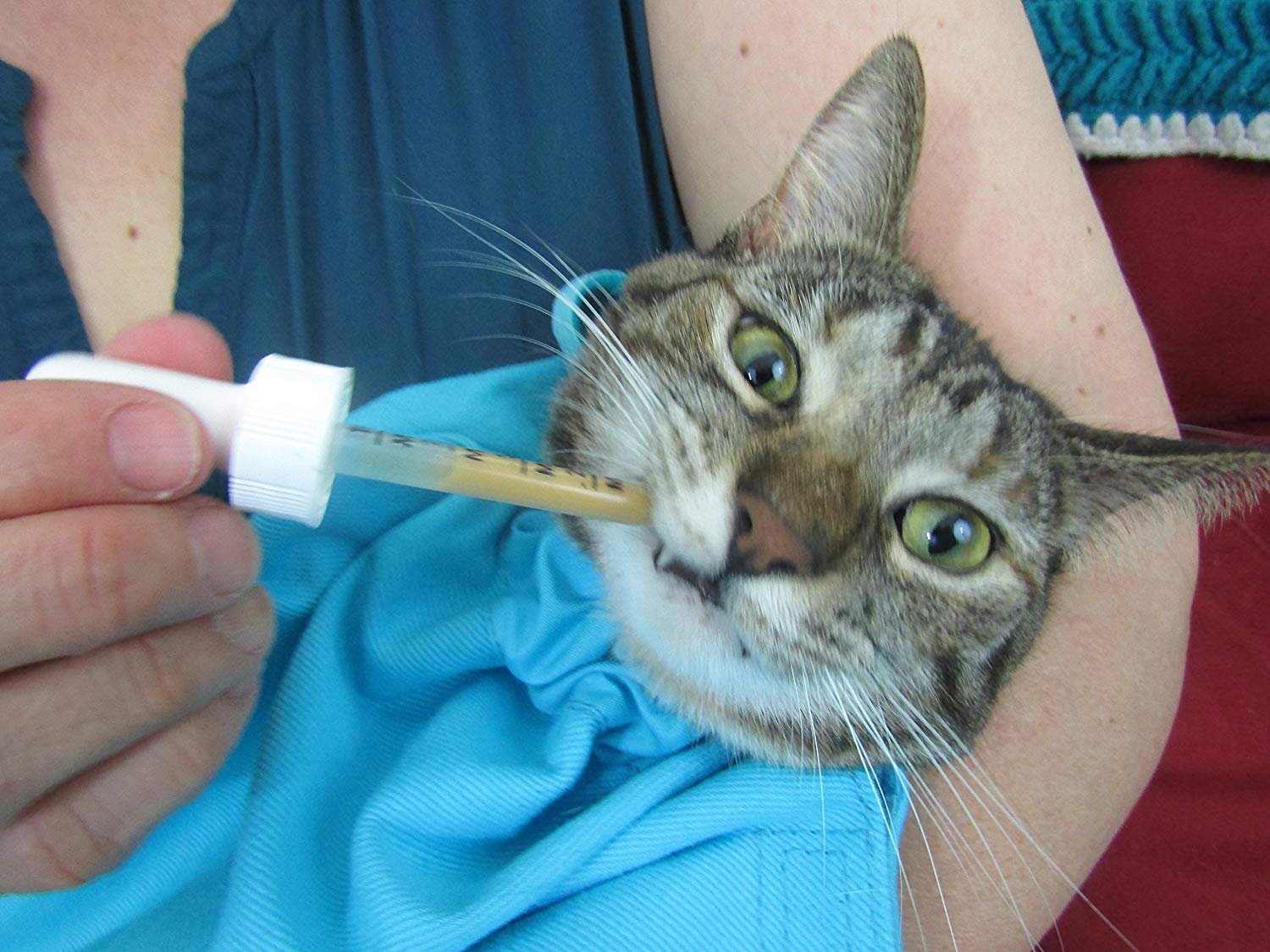 cozy comfort carrier