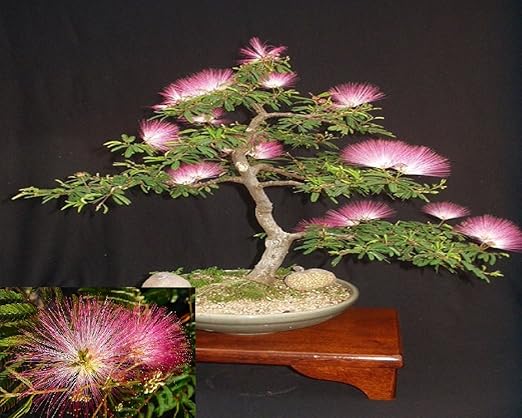 Albizia Julibrissin Mimosa Bonsai Persian Pink Silk Tree 10 Seeds Rare Amazon Ca Patio Lawn Garden Albizia Julibrissin Mimosa Bonsai Persian Pink Silk Tree 10 Seeds Rare Amazon Ca Patio Lawn Garden