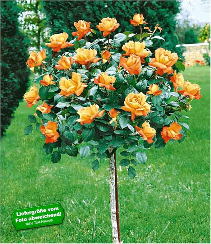 BALDURGarten RosenStämmchen 'Maja Oetker®', 1 Rosenstamm Amazon.de