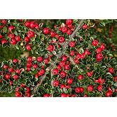 30 Wall Cotoneaster Seeds for Planting - Fruit Bearing Ornamental Vine - Cotoneaster horizontalis