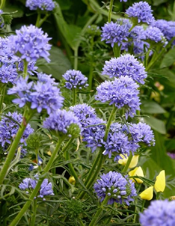 Globe Gilia, Blue Thimble Flower Seeds (Gilia Capitata), 6