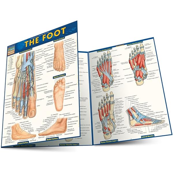 Color Atlas of Foot & Ankle Anatomy: 9780723419952: Medicine