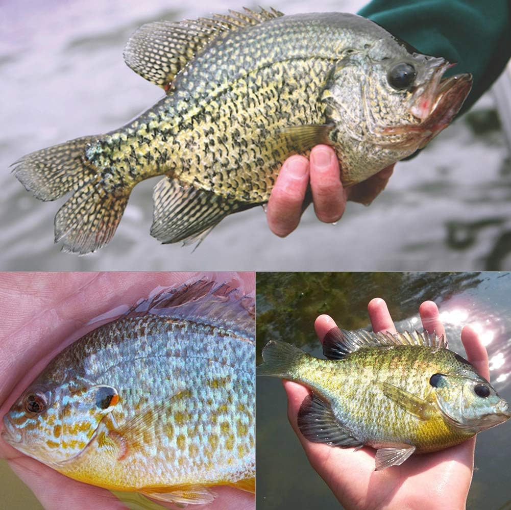 Round-Jig-Heads-for-Fishing-Painted-Jigheads-Walleye-Bass Crappie Fishing Jig Hooks 3/8 oz 1/4 oz 3/16 oz 1/8 oz 1/16 oz Assortment 25-50 Pack (1/32oz -(0.9g)- 50 Pack) : Sports & Outdoors