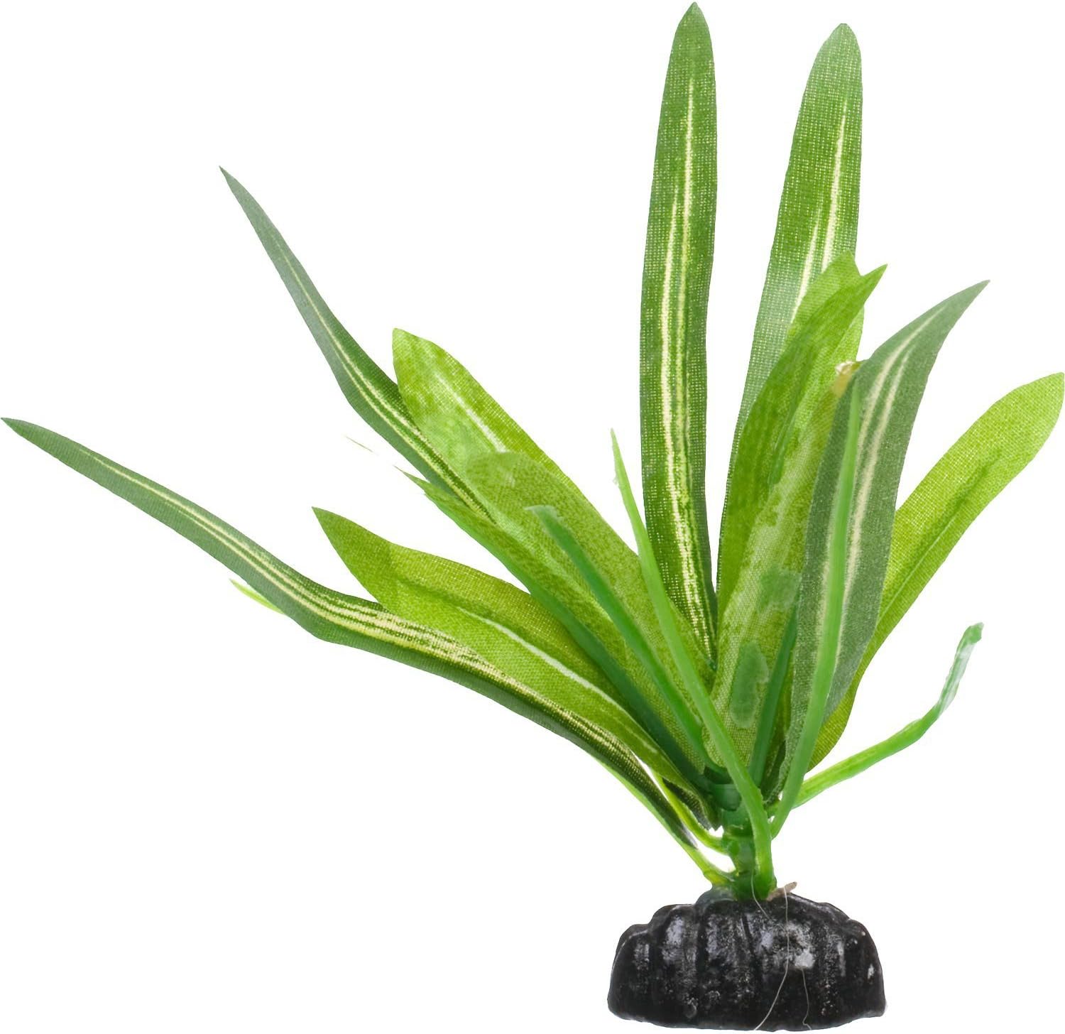 Amazon Com Petco Anubias Betta Aquarium Plant Small Green
