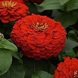 Outsidepride 1000 Seeds Annual Zinnia Elegans