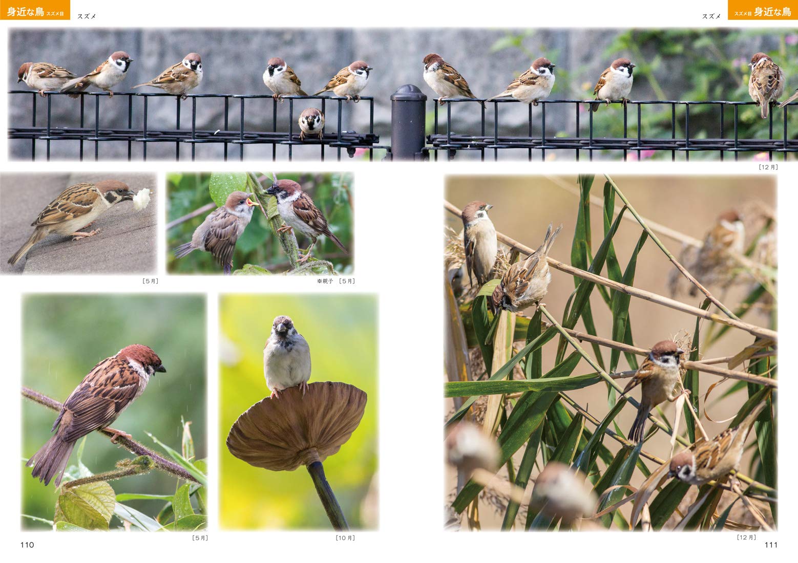 絵を描くための鳥の写真集 マール社編集部 宮本桂 尾﨑親三郎 本 通販 Amazon