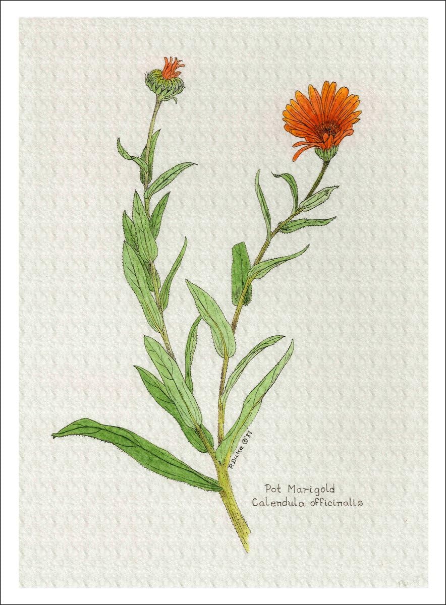 Peggy Duke Botanical Print of Pot Marigold or Calendula from Culinary Herbs Group, 7 X 10 Inches, Giclee Print
