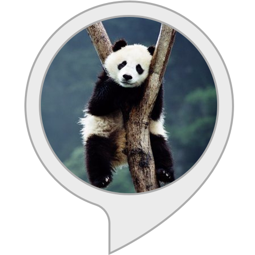 What Are Five Interesting Facts About Giant Pandas - BEST GAMES WALKTHROUGH