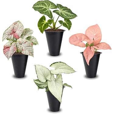 Amazon Best Sellers: Best Vine Plants