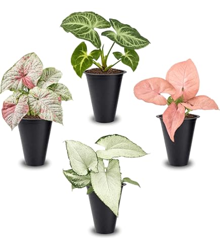 split leaf philodendron outdoor care Philodendron Split Leaf Selloum