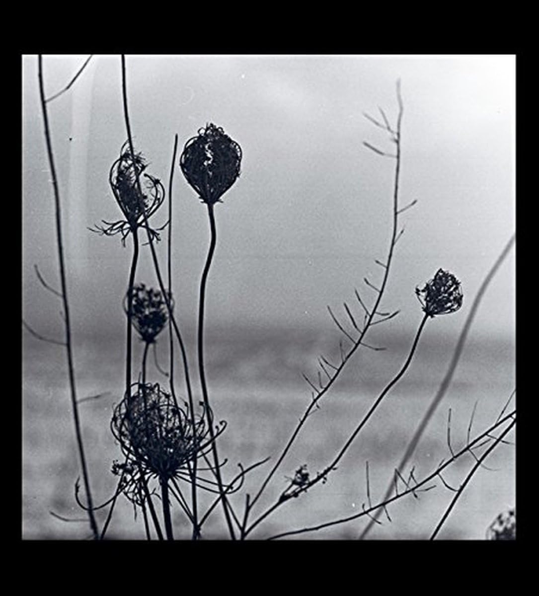 Placid