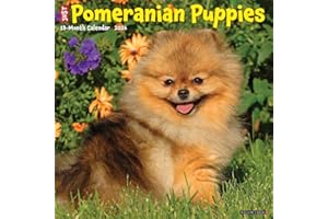 Willow Creek Press, Pomeranian Puppies Just 2026 Wall Calendar, 12'' X 12'', 18-Month Calendar with Stapled Binding