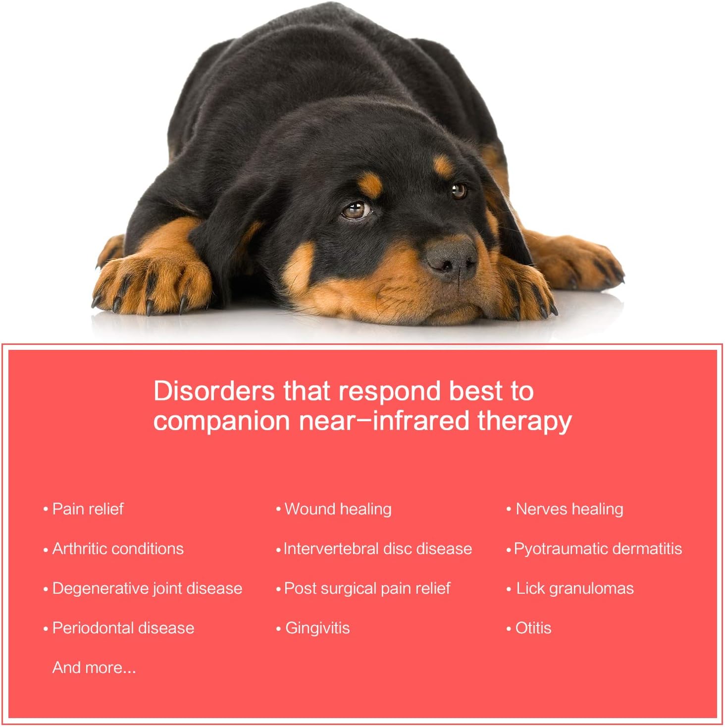 infrared light therapy for dogs