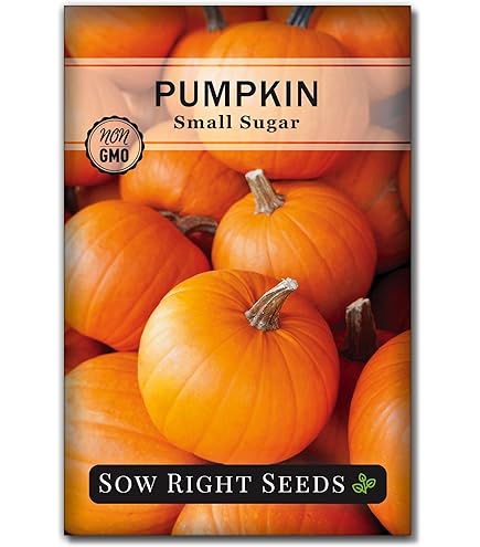 Jack Be Little Miniature Pumpkin Seeds – 15 Seeds, Non-GMO, Easy To Grow