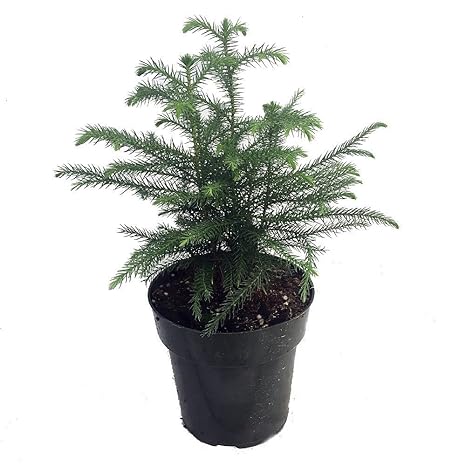 Buy Hirt 27s Gardens Norfolk Island Pine The Indoor Christmas Tree 6 Pot Online At Low Prices In India Amazon In