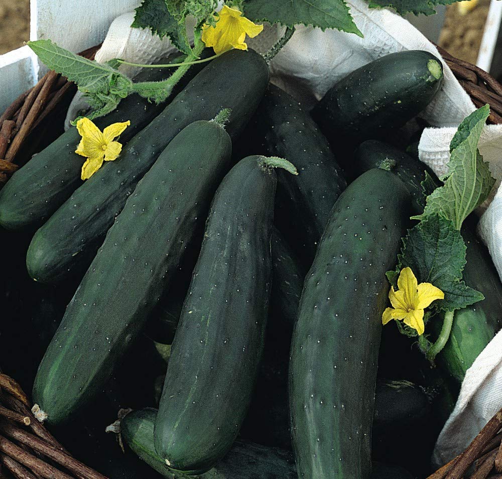 Thompson & MorganVegetables - Cucumber Burpless Tasty Green - 10 Seed