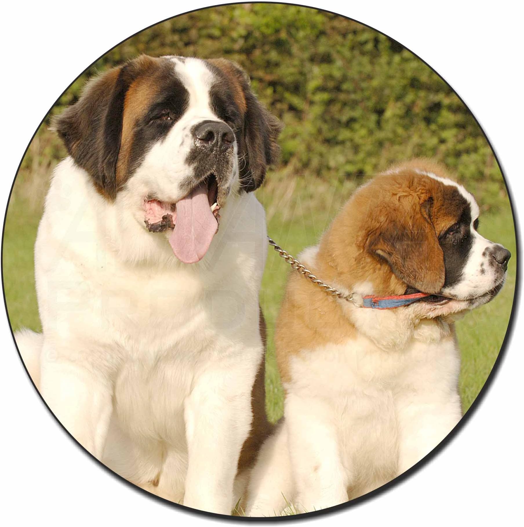 St Bernard Dog and Puppy Fridge Magnet Stocking Filler, Ref:AD-SBE1FM