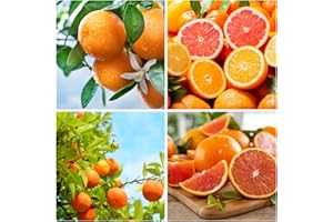 Mixrug 15+ Fragrant Navel Orange Seeds for Planting,Sweet Orange Seeds,Dwarf Citrus Tree Fruit Seed Non-GMO Heirloom for Home Outdoor Garden