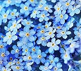 Forget Me Not Seeds - 5000 Flower Seeds - Perennial