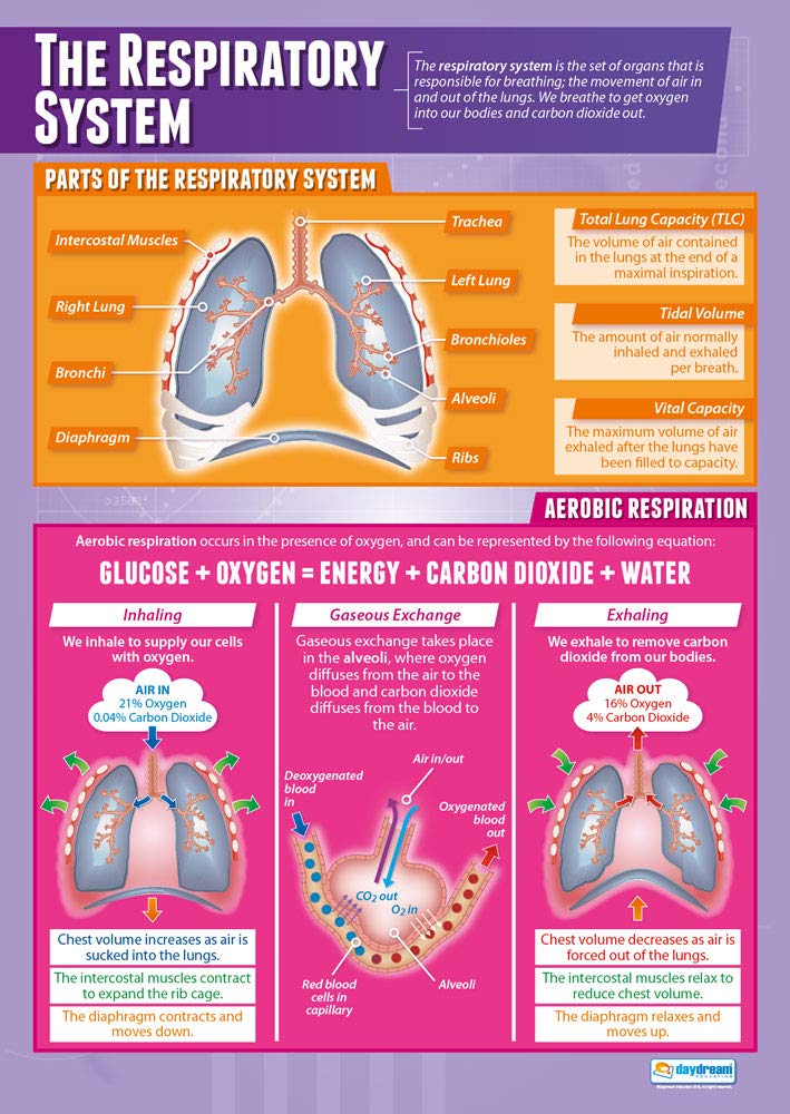 Daydream Education The Respiratory System | PE Posters | Laminated Gloss Paper measuring 850mm x 594mm (A1) | Physical Education Charts for the Classroom | Education Charts
