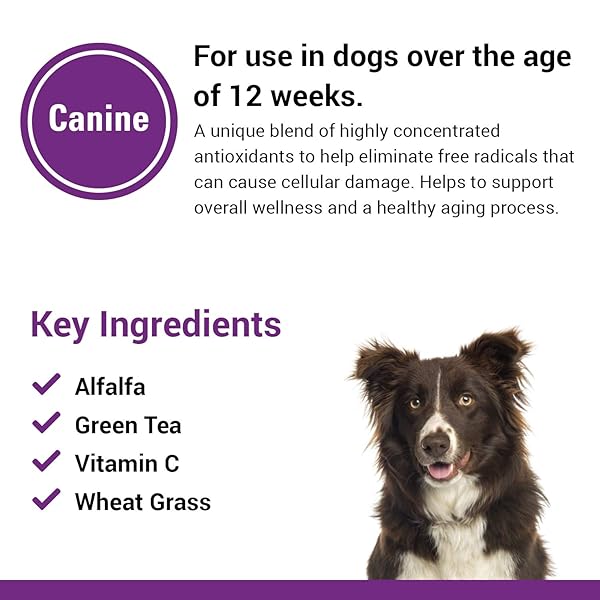 VET CLASSICS ANTIOXIDANTS WITH COENZYME Q-10 FOR DOGS, WITH ALFALFA, GREEN TEA, VITAMIN C, & WHEAT GRASS, 120 CHEWABLE TABLETS