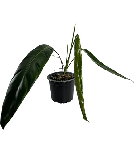 Amazon.com : LEAL PLANTS ECUADOR Philodendron Lehmannii (Pack of 2)|  Vibrant Live Indoor Plant | Heart-Shaped Elephant Ear Foliage |  Air-Purifying Houseplant | Perfect Tropical Touch for Home Dcor : Patio,  Lawn & Garden