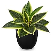 Hollyone Artificial Snake Plants 9" Faux Agave Succulent Plant Potted in Black Pot Fake Sansevieria Aloe Tropical Plant for Desk Modern Office Home Bathroom Indoor Outdoor Decor