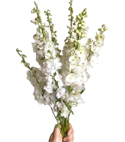 Amazon.com : 10 Fresh Lycoris Pink Spider Lily Bouquet Hydroponic Flower  Arrangement Gifts for home decoration birthdays anniversaries healing  sympathy friendship and love : Grocery & Gourmet Food