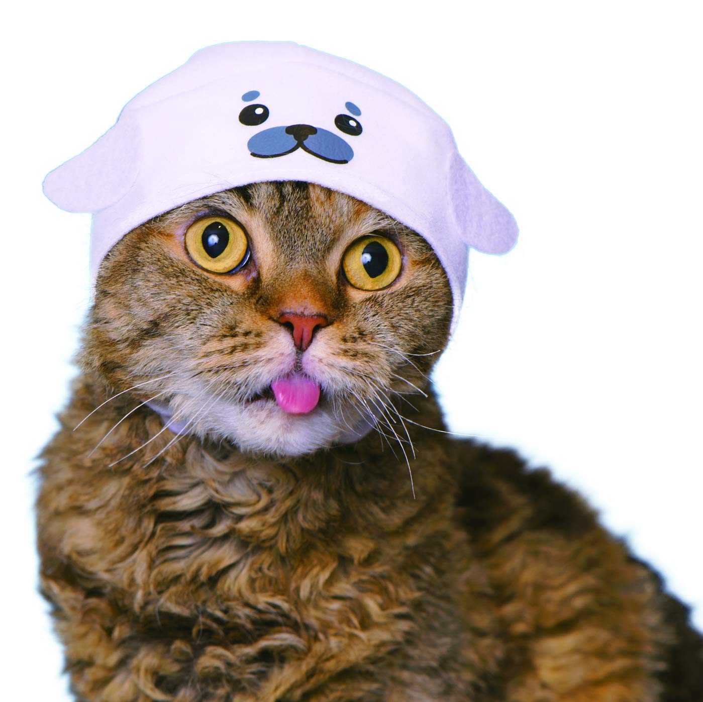 Cap cat видео. Кошка в пилотке. cap cat. cap cat игра. cap cat приложение.