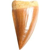 Real Mosasaurus Tooth Fossil - Authentic Dinosaur Tooth Specimen - Dey Designs Certificate of Authenticity