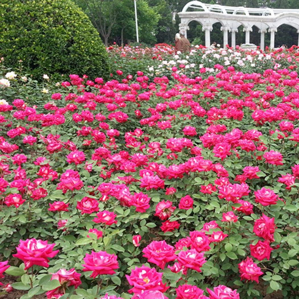 Pinsparkle Mix Rose Flowers Seeds Flower Seeds Plant Seed Courtyard Plant Seeds Flowers