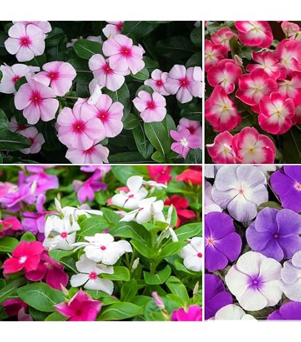 Amazon.com : Eden Brothers Vinca Seeds - Valiant Apricot : Patio