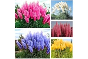 QEVJEKR 1000+ Mix Pampas Grass Seeds for Planting Cortaderia Selloana Seeds Heirloom Ornamental Plants Decor Garden Tall Feathery Blooms Blue White Pink Red Yellow