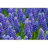 Muscari Armeniacum Bulbs, Blue Grape Hyacinth, 15 Bulbs, 6-8 Inches Tall, Spring Flowering
