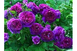 ZELLAJAKE 100 Pcs Purple Climbing Rose Seeds