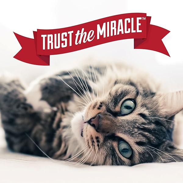 NATURE’S MIRACLE URINE DESTROYER PLUS FOR CATS, UNSCENTED, ENZYMATIC FORMULA FOR SEVERE CAT URINE STAINS, 1 GAL