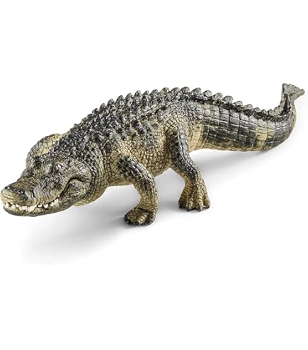 Amazon.com: Kame03 [2 種拼盤(鱷魚龜(黑色)和鱷魚龜(Rusistic