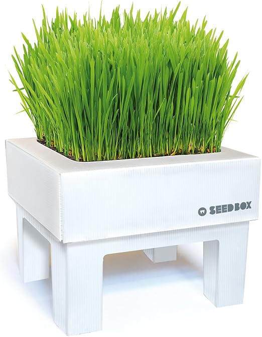 SeedBox SBMIHG Kit huerto Urbano de Hierba, Blanco, 20x25x25 cm ...